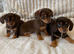Gorgeous Chocolate Chiweenie Puppies - Ready Now