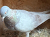 Ash red Opal Cock racing racer pigeon  RPRA ring