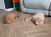 Male cockapoo