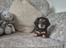 Miniature long hair daschund