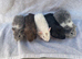 X5 baby girl guinea pigs