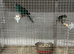 Yong pair of blue and cream Kakariki&rsquo;s available