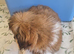 Pekinese x imperial shihzu