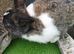 Male lionhead cross rabbits