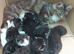 ️ Tiny Paws, Big Hearts – Ready for Loving Homes