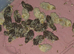 Button quail chicks