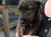 Pedigree Wolfhound puppies