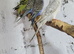 Young budgies for sale