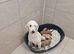 Beautiful Red Labradoodle Puppies &ndash; 5 Boys