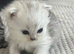 Beautiful Purebred Persian Kittens for Sale