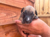 Whippet pups for sale