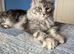 Maine Conn kittens &zwj;
