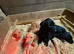 Gorgeous Lab puppies ready to go now