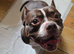 Mya & Dotty - Pocket bullies