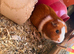 3 female guinea pigs
