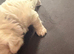for sale maltese puppies