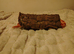 Adult corn snake