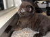 Gorgeous Russian Blue Mix Kittens – 1 Boy