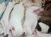 Staffy x stunning white pups