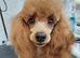 1 female apricot Cavapoo puppy.