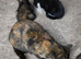 Beautiful kittens