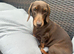 Miniature dachshund girl
