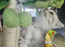 SCOTTISH FOLD X BRITISH SHORTHAIR