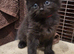 Kitten