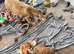Poodle. X cocker spaniel puppies