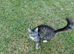 Female tabby girl