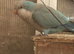 Male blue quaker parrot