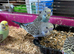 Very young budgies available &pound;30 each only out the nest box