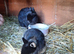 Purebred Netherland Dwarf kits