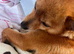 Pomeranian mix