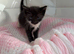 Kittens ready in 1 week