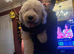Lovely Old English Sheepdog