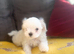 Maltese Korean Mini