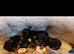 Beautiful long hair chihuahuas #last girl