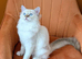 Stunning Chocolate TICA lynx mitted Ragdoll