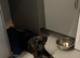 Female puppy