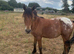 Blanket spot cob gelding