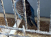 6 month old blue split for black wing budgie