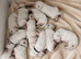 KC White Swiss Shepherd puppies Champion Bloodline