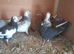 Pigeons for sale