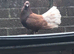 Fantail