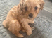 Selling male puppy cavapoo