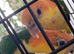 Hand reared caiquies