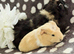 Boars available