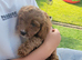 F1 Cavapoo 1st Generation