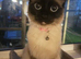 Tinker the Ragdoll